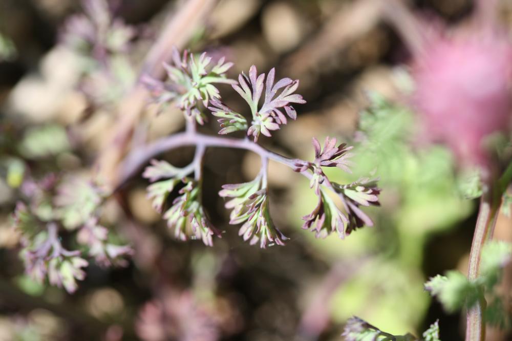 Fumeterre à fleurs serrées Fumaria densiflora DC., 1813