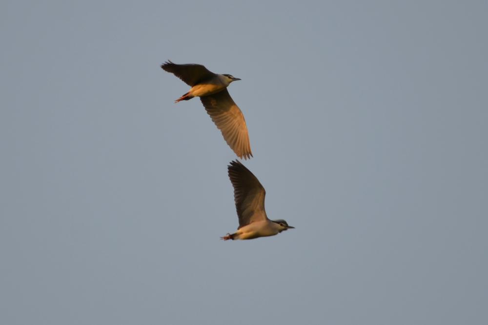 Héron bihoreau, Bihoreau gris Nycticorax nycticorax (Linnaeus, 1758)