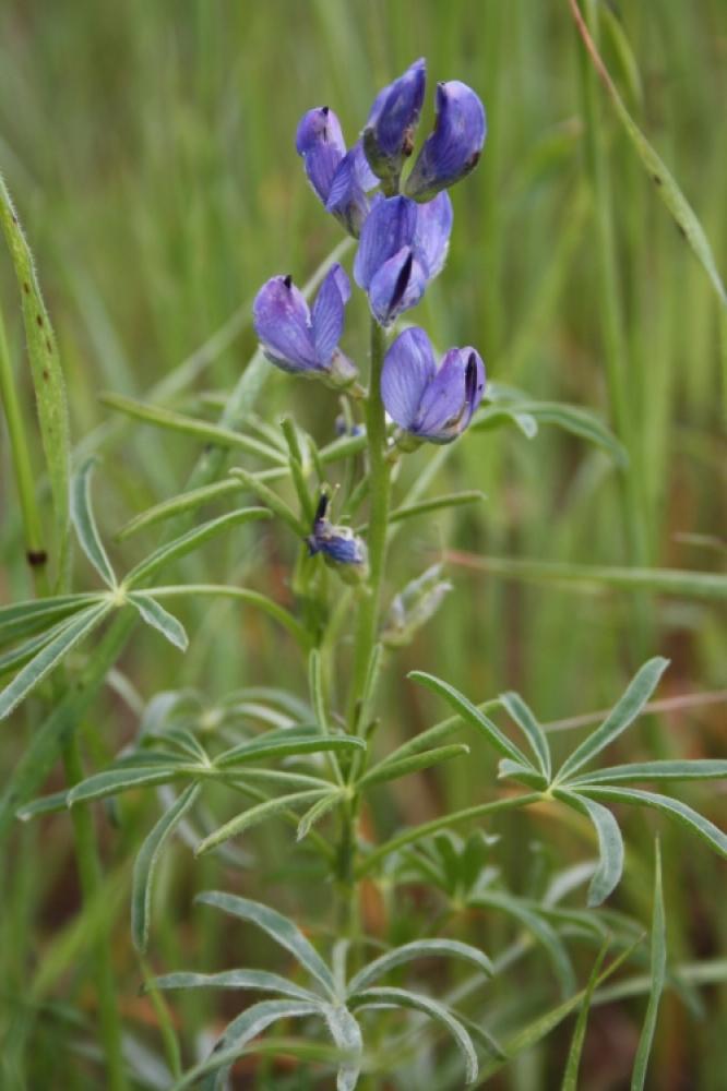 Lupin réticulé, Lupin bleu Lupinus angustifolius L., 1753