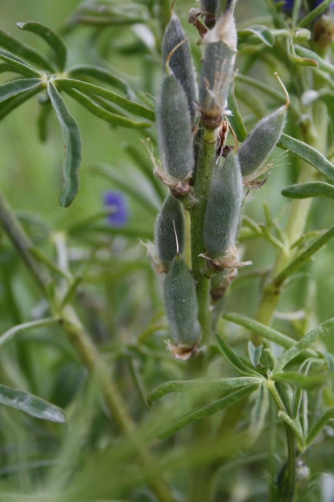 Lupin réticulé, Lupin bleu Lupinus angustifolius L., 1753