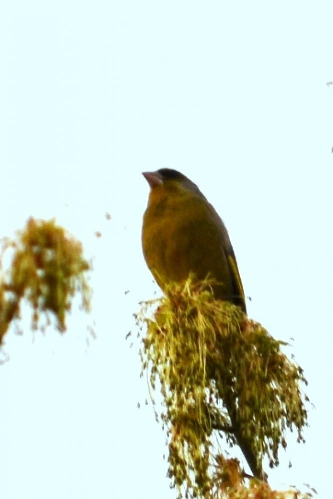 Verdier d'Europe Carduelis chloris (Linnaeus, 1758)