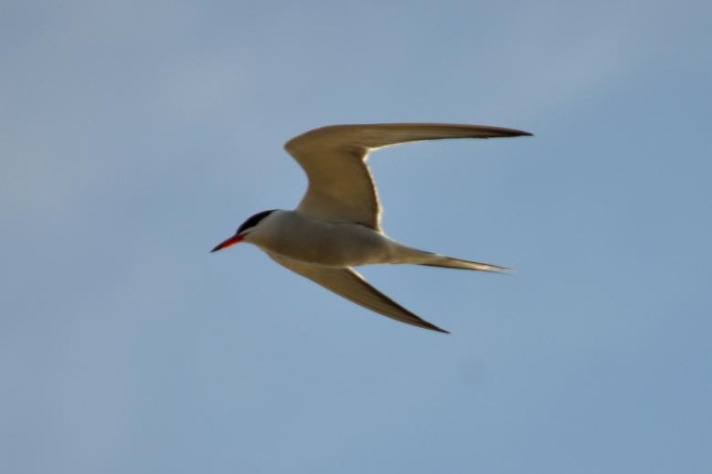 Sterne pierregarin Sterna hirundo Linnaeus, 1758