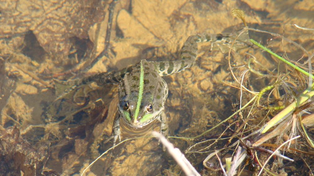 Grenouille rieuse Pelophylax ridibundus (Pallas, 1771)