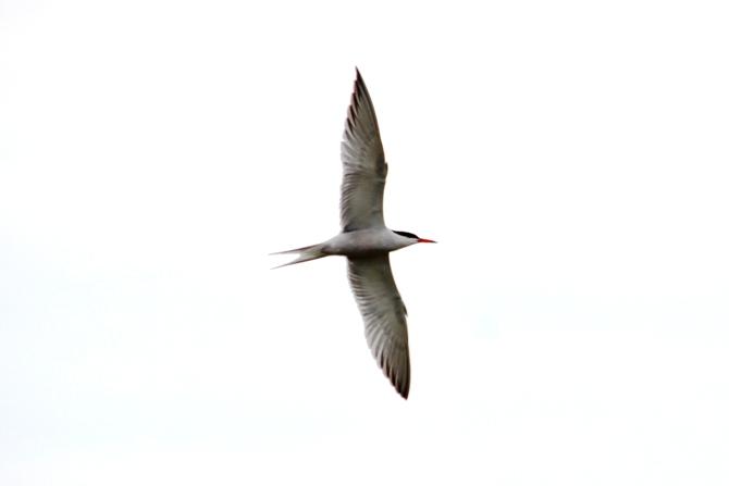 La Sterne pierregarin Sterna hirundo Linnaeus, 1758