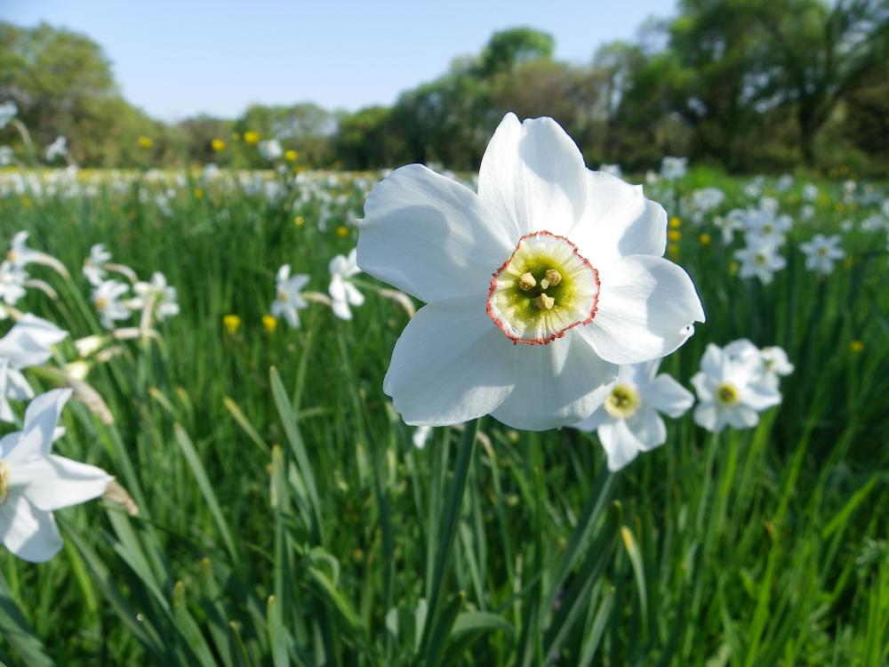 Narcisse des poètes Narcissus poeticus L., 1753