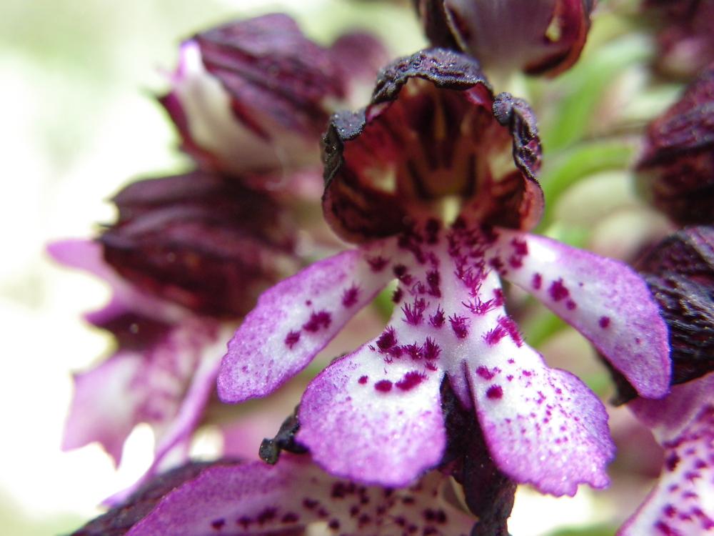 Orchis pourpre, Grivollée Orchis purpurea Huds., 1762