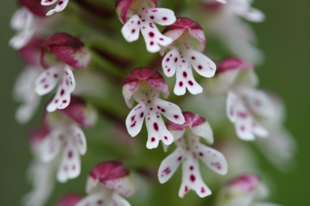 Orchis brûlé Neotinea ustulata (L.) R.M.Bateman, Pridgeon & M.W.Chase, 1997
