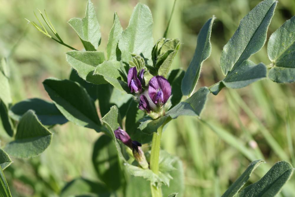 Vesce de Narbonne Vicia narbonensis L., 1753