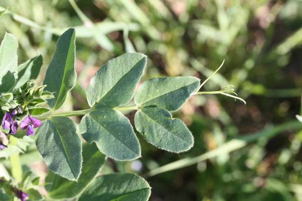 Vesce de Narbonne Vicia narbonensis L., 1753