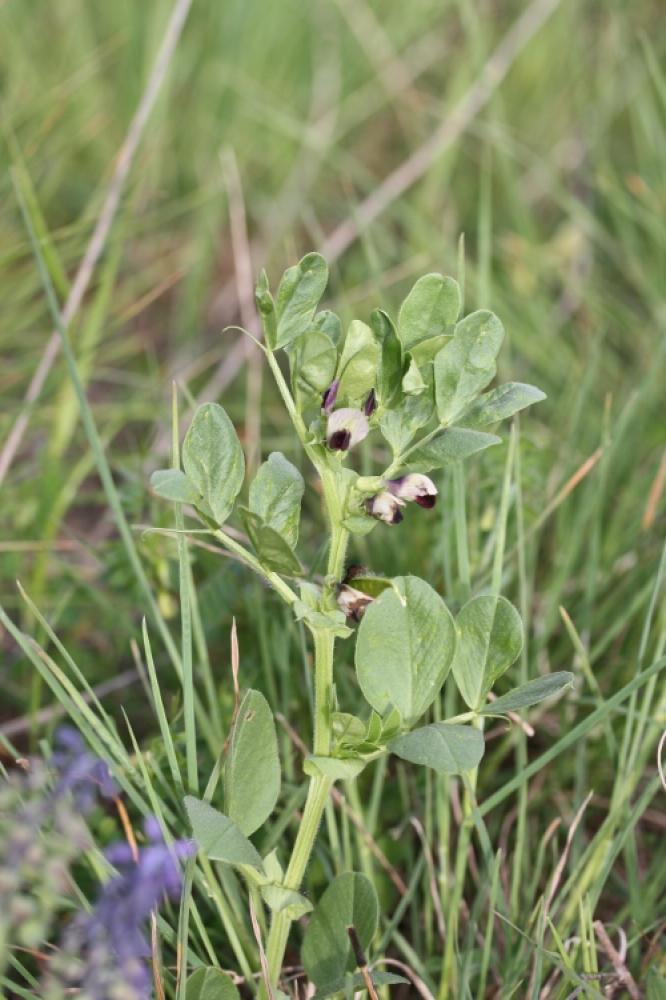 Vesce de Johann Vicia johannis Tamamsch., 1954