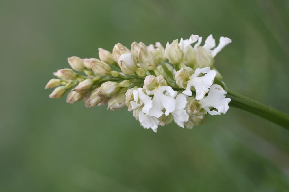 Orchis pourpre, Grivollée Orchis purpurea Huds., 1762