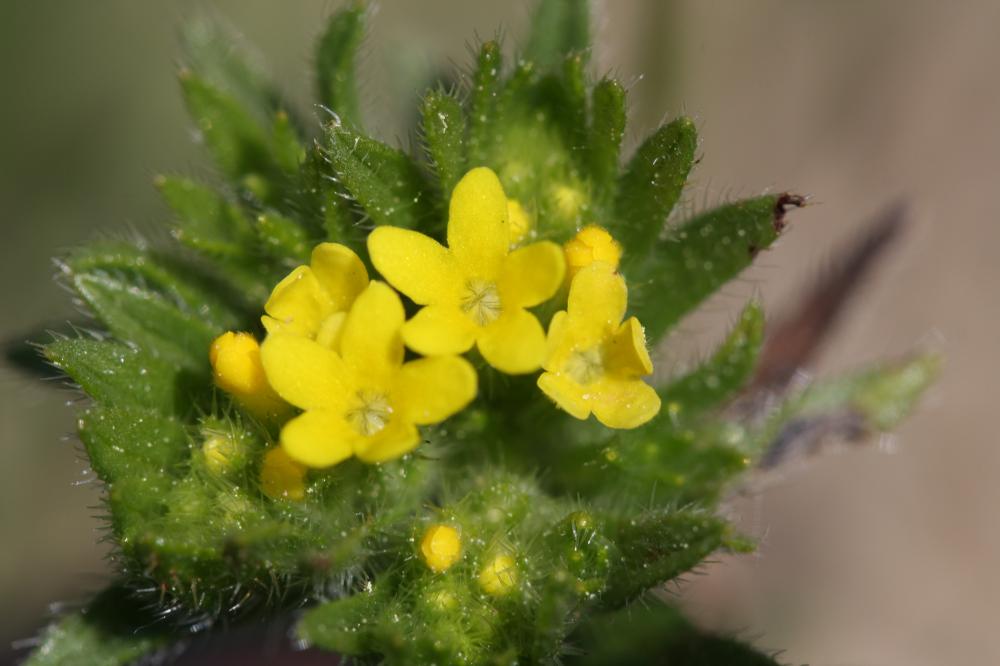 Grémil d'Apulie Neatostema apulum (L.) I.M.Johnst., 1953