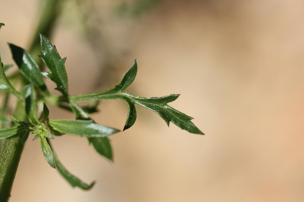 Scrofulaire des chiens Scrophularia canina L., 1753