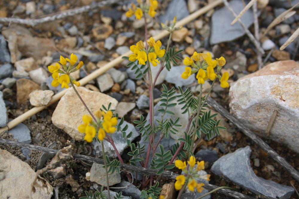 Hippocrepis à toupet, Fer-à-cheval Hippocrepis comosa L., 1753