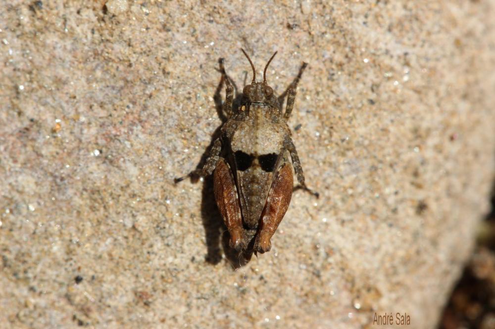 Tétrix des plages, Tétrix méridional Paratettix meridionalis (Rambur, 1838)