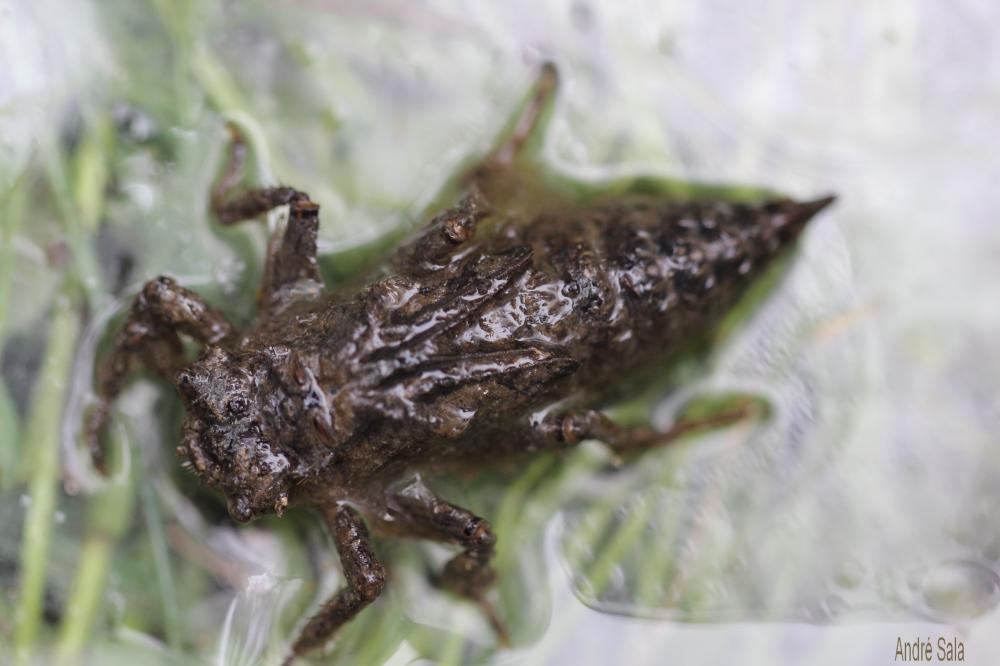 Cordulégastre annelé (Le) Cordulegaster boltonii (Donovan, 1807)