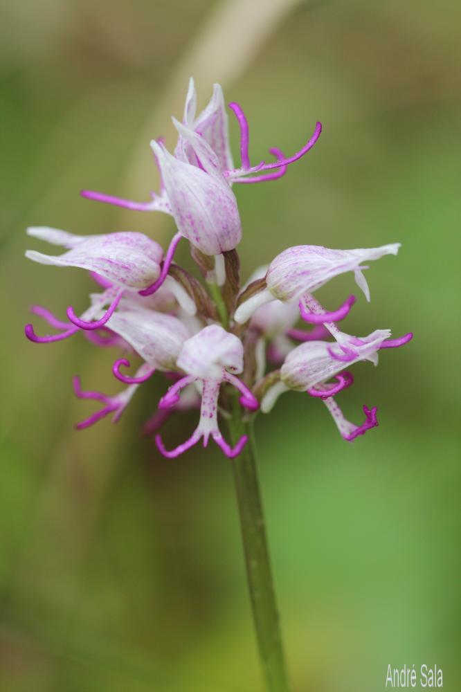 Le Orchis singe Orchis simia Lam., 1779