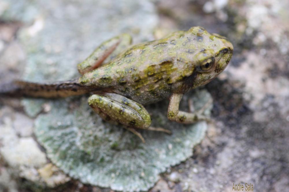 Pélodyte ponctué Pelodytes punctatus (Daudin, 1803)