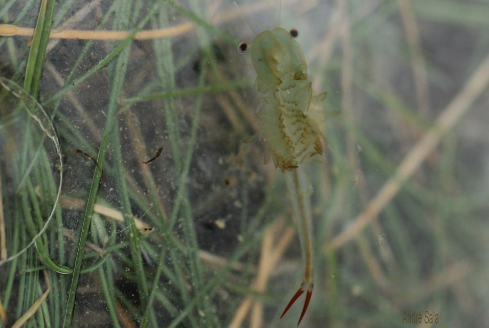 Chirocéphale diaphane (Le) Chirocephalus diaphanus Prévost, 1803