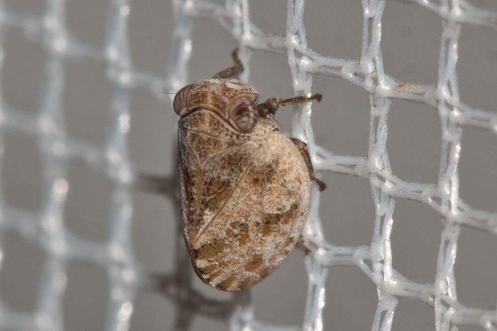 Hysteropterum Amyot & Serville, 1843