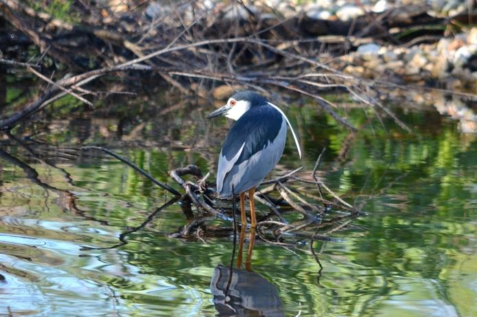 Héron bihoreau, Bihoreau gris Nycticorax nycticorax (Linnaeus, 1758)