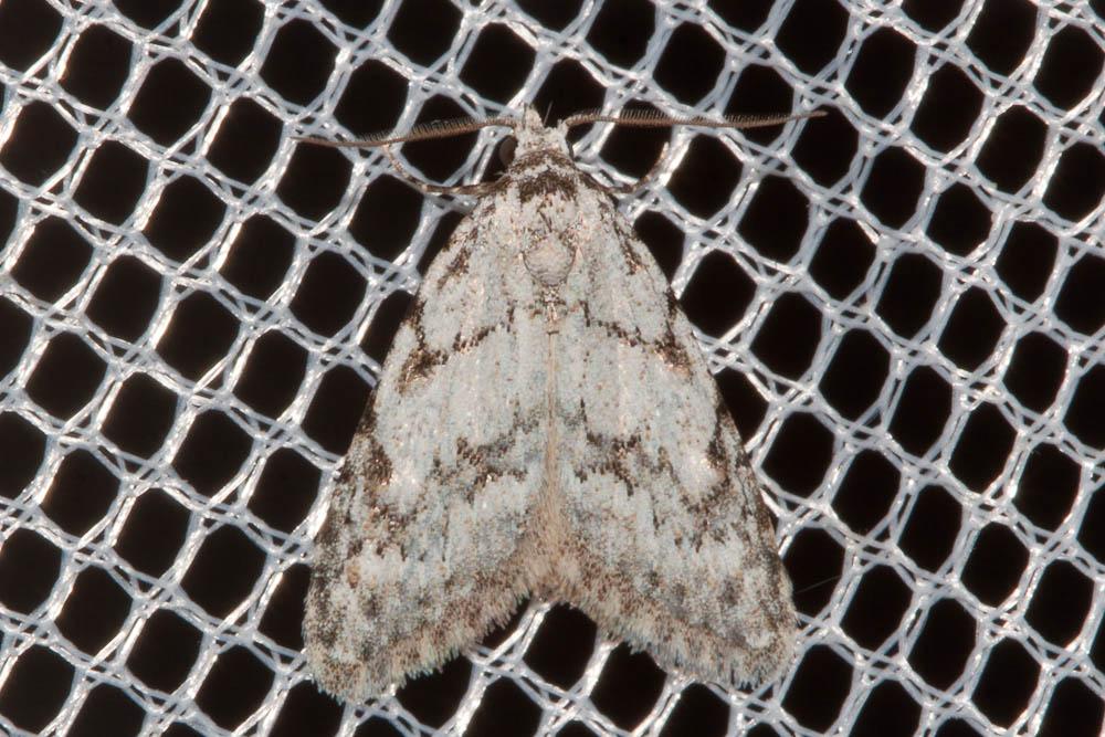 Cicatrice (La) Nola cicatricalis (Treitschke, 1835)