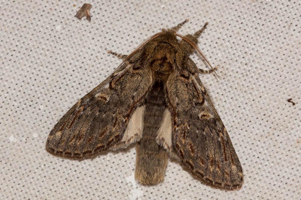 Timide (La) Peridea anceps (Goeze, 1781)
