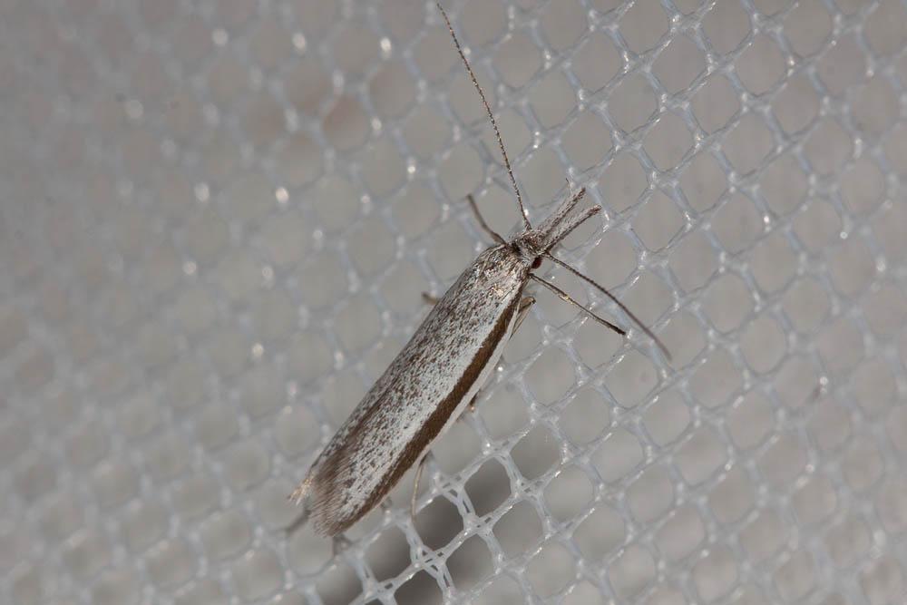 Pleurota ericella (Duponchel, 1840)