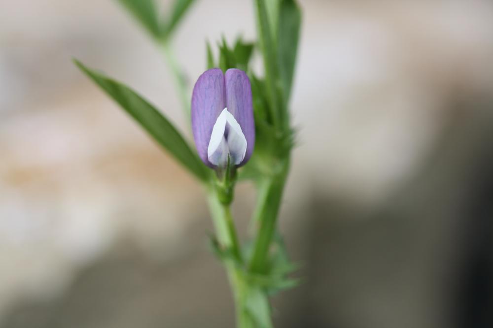 Vesce de Bithynie Vicia bithynica (L.) L., 1759