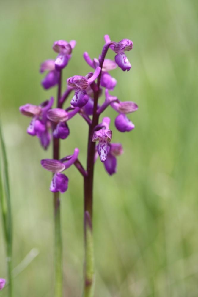 Orchis peint Anacamptis morio subsp. picta (Loisel.) Jacquet & Scappat., 2003