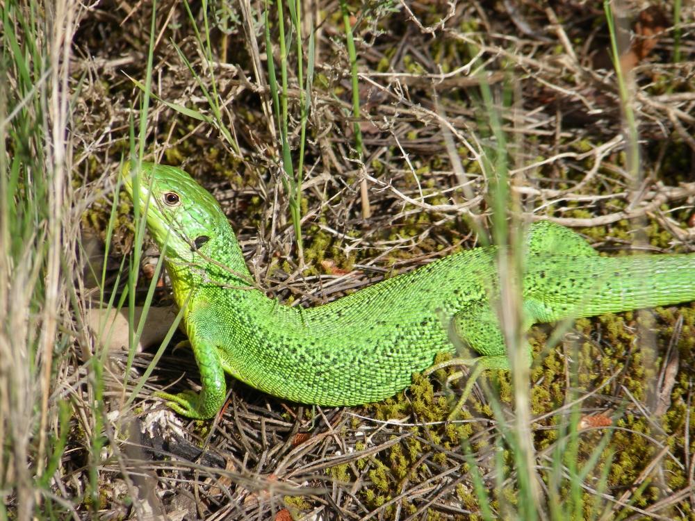 Lézard vert Lacerta bilineata Daudin, 1802