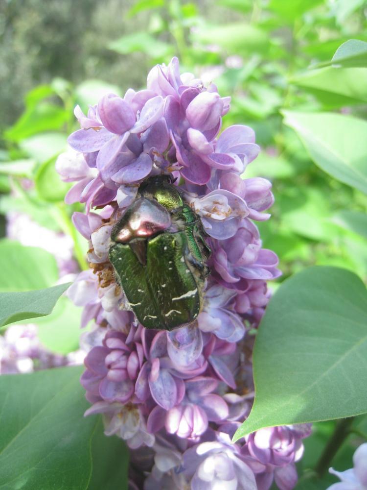 Cétoine dorée (la), Hanneton des roses Cetonia aurata (Linnaeus, 1758)