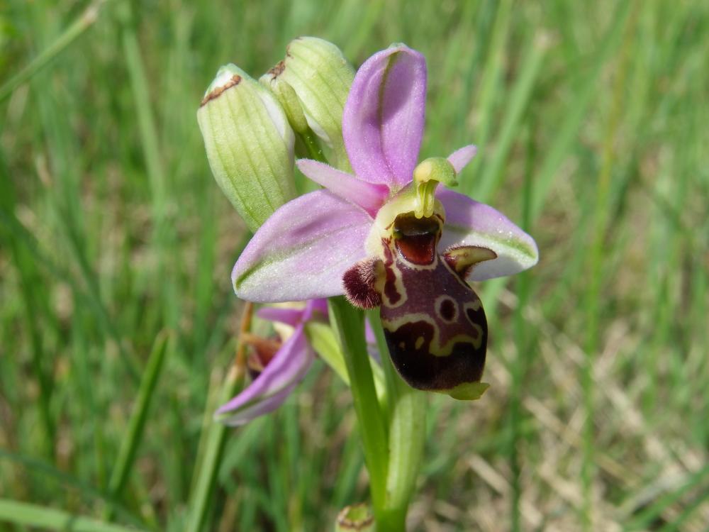 Ophrys bécasse Ophrys scolopax Cav., 1793