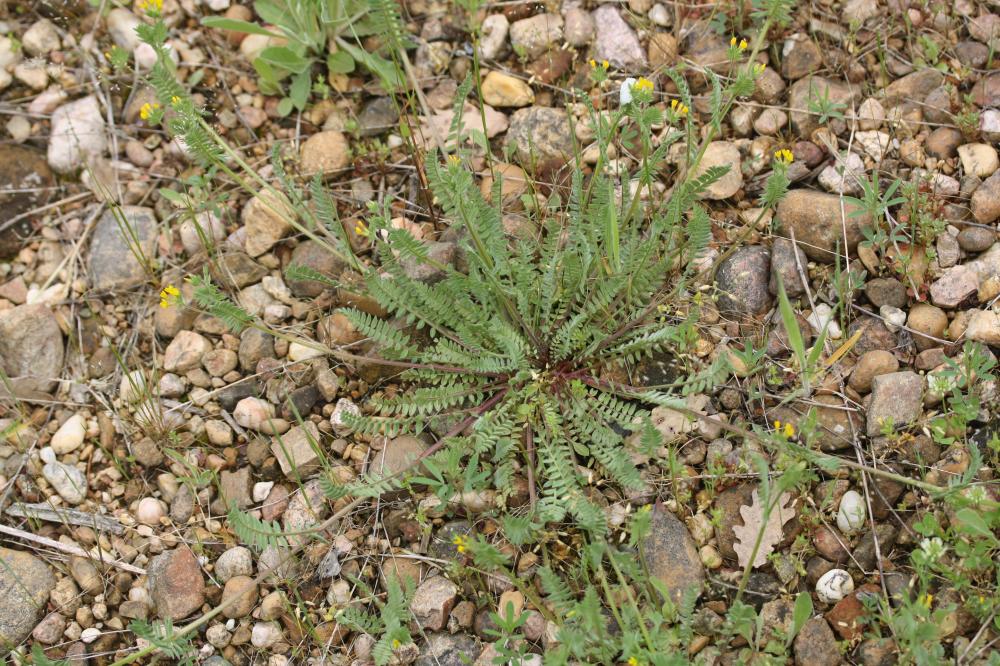 Ornithope comprimé Ornithopus compressus L., 1753