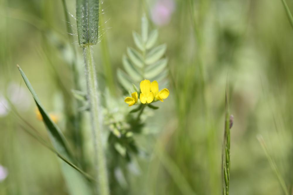 Ornithope comprimé Ornithopus compressus L., 1753