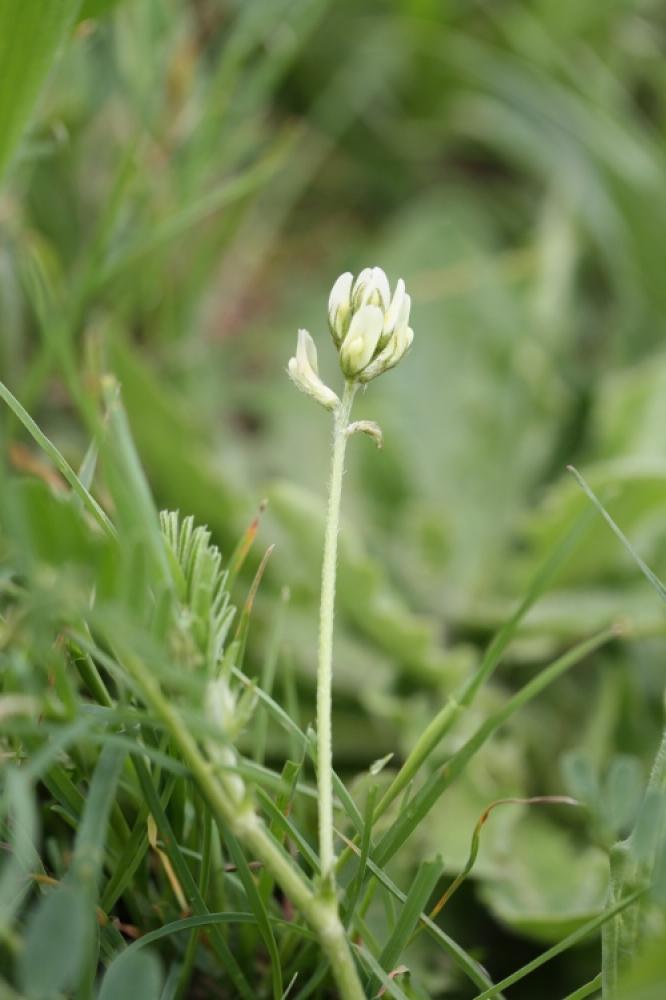 Astragale à gousses en hameçon Astragalus hamosus L., 1753