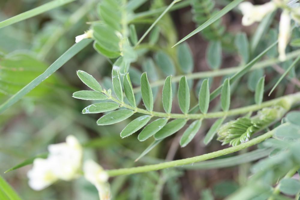 Astragale à gousses en hameçon Astragalus hamosus L., 1753