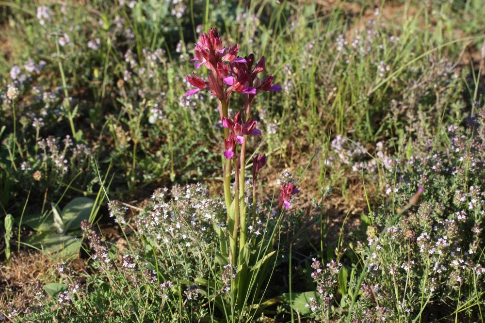 Orchis papillon Anacamptis papilionacea (L.) R.M.Bateman, Pridgeon & M.W.Chase, 1997