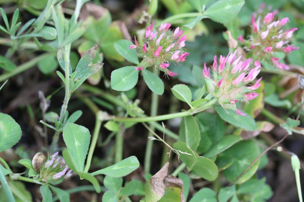 Trèfle écumeux Trifolium spumosum L., 1753