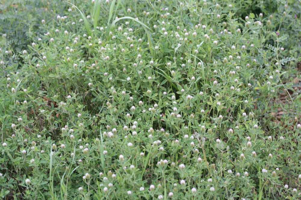 Trèfle écailleux Trifolium squamosum L., 1759
