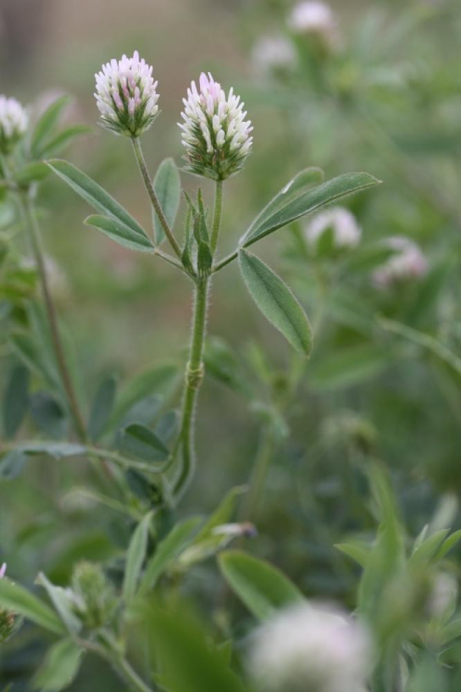 Trèfle écailleux Trifolium squamosum L., 1759