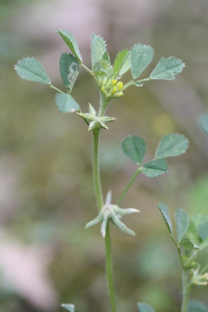 Luzerne de Montpellier Medicago monspeliaca (L.) Trautv., 1841