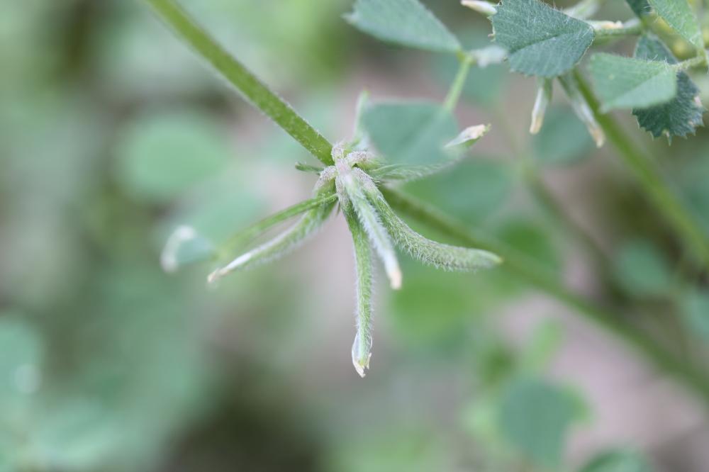 Luzerne de Montpellier Medicago monspeliaca (L.) Trautv., 1841