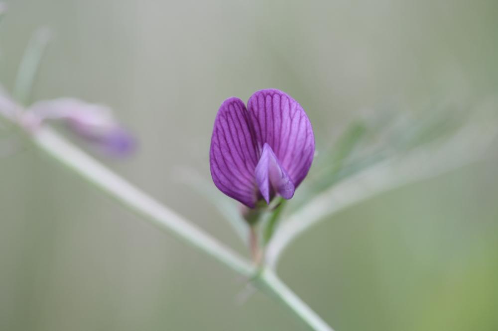 Vesce voyageuse Vicia peregrina L., 1753