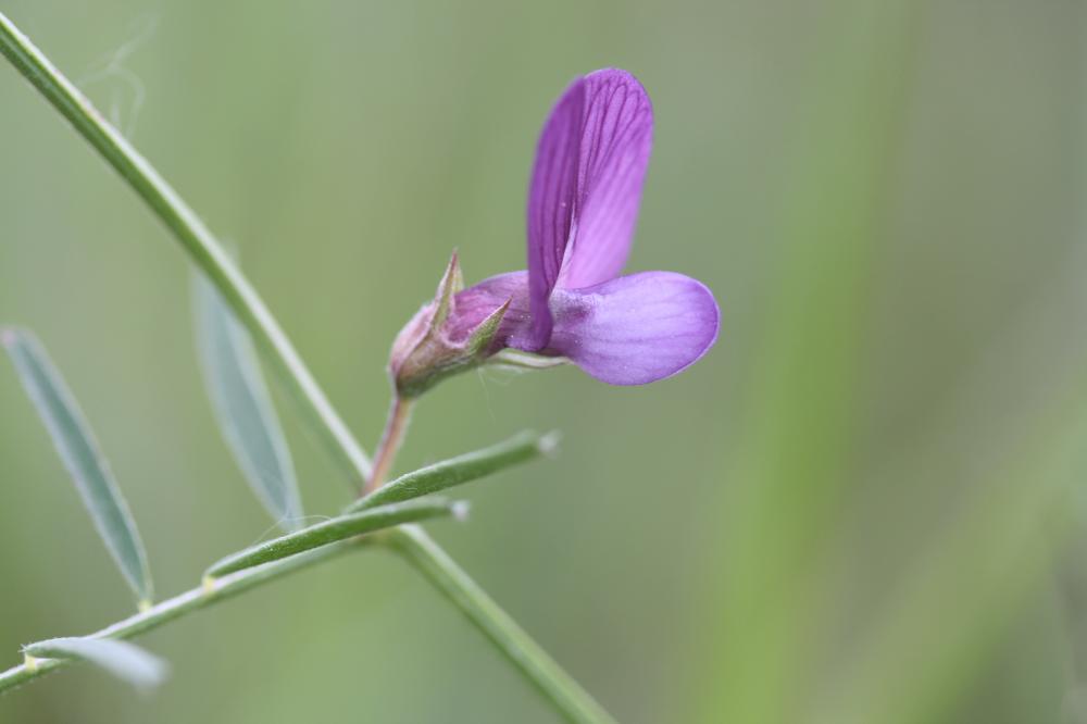 Vesce voyageuse Vicia peregrina L., 1753