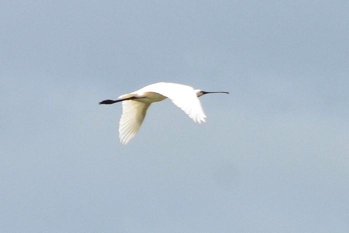 Spatule blanche Platalea leucorodia Linnaeus, 1758
