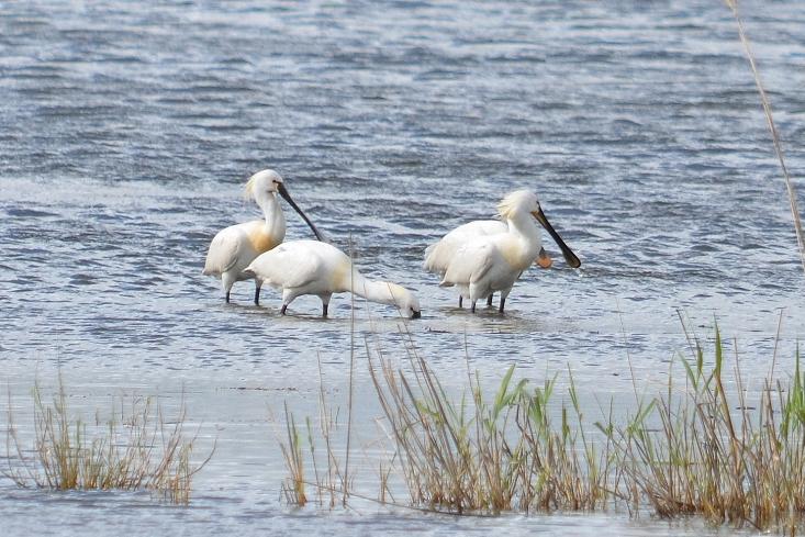 Spatule blanche Platalea leucorodia Linnaeus, 1758