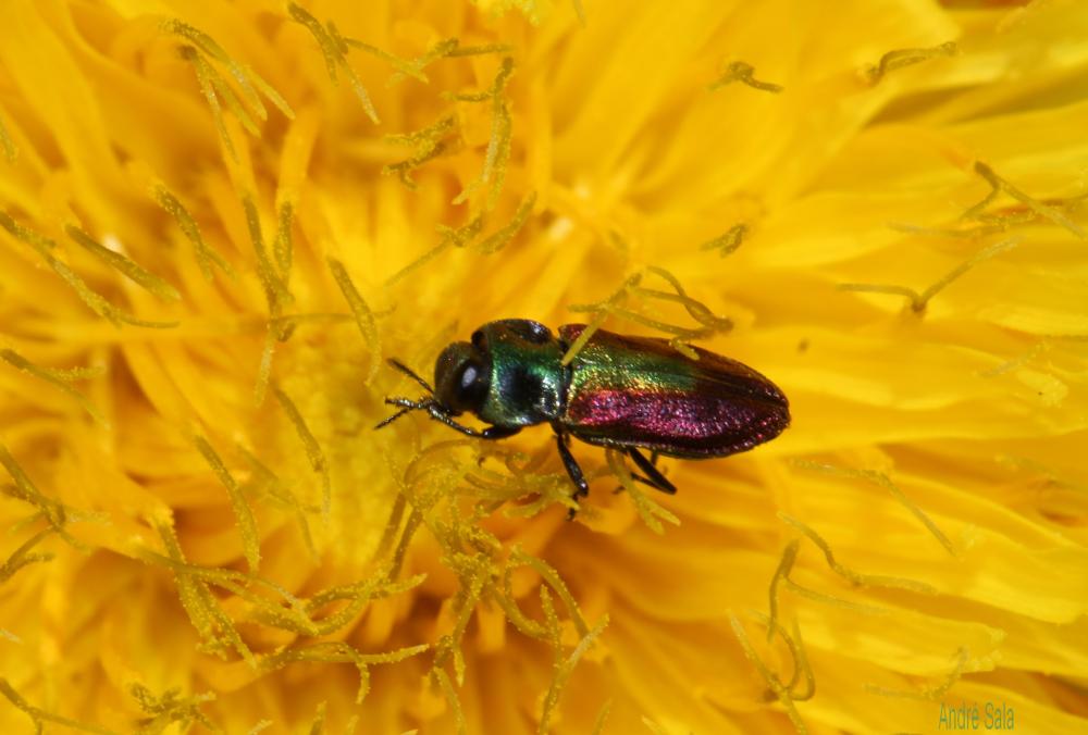  Anthaxia fulgurans (Schrank, 1789)