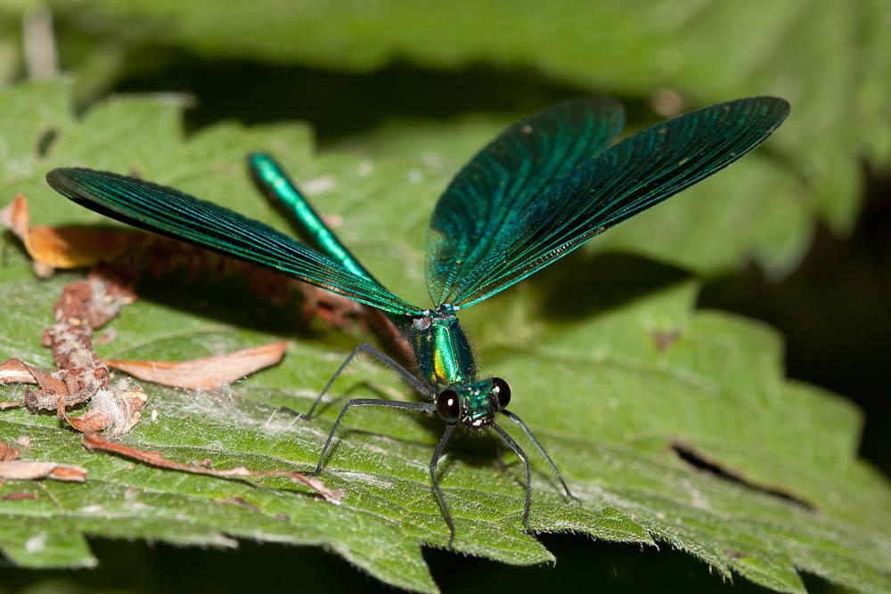 Caloptéryx occitan Calopteryx xanthostoma (Charpentier, 1825)