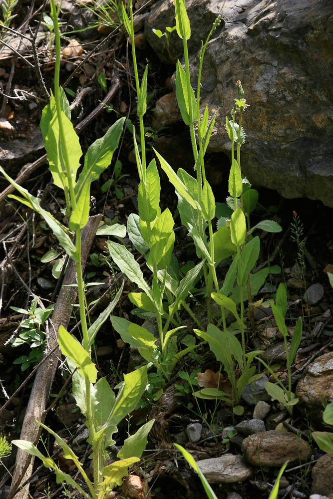 Crépide élégante, Crépide jolie Crepis pulchra L., 1753